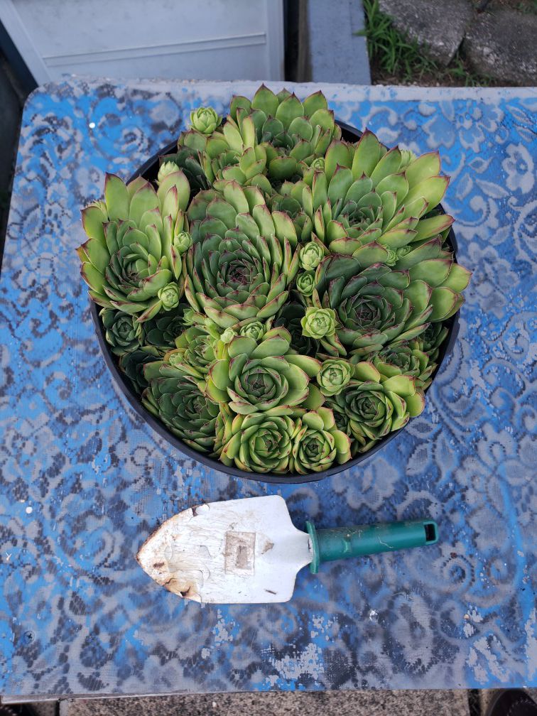 Chicken and hen succulent plant