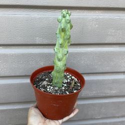 6” Boobie Cactus