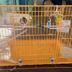Bird Cage