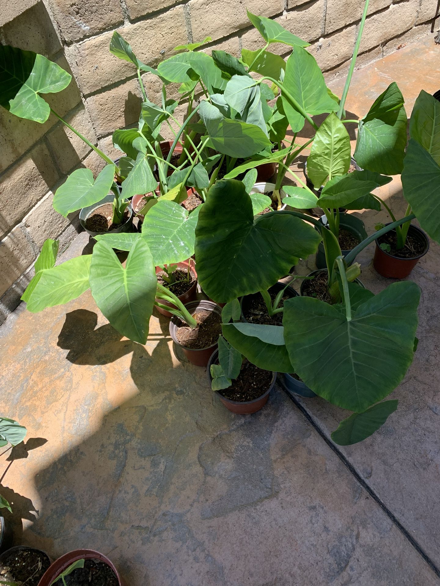 Patio Plants