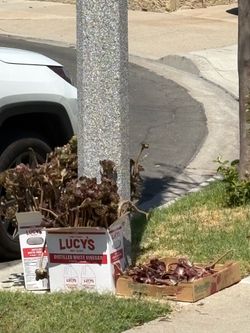 FREE Aeonium arboreum  mature plants - address below