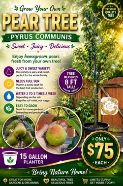 Pyrus communis pear tree 🌳🍐