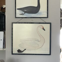 Coastal Bird Pictures 