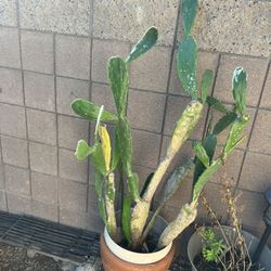 PRICKLY  PEAR CACTUS  (large )