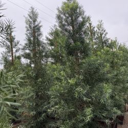 Fern Pine Privacy Hedge