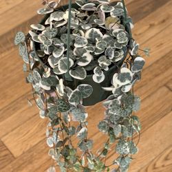 Variegated String Of Hearts