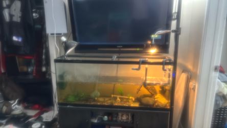 60 gallon + turtle