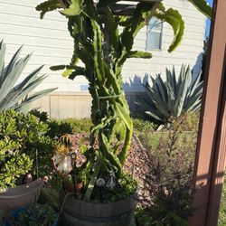 Plants For Sale (liquidation)