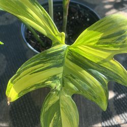 Variegated Pedatum Philo 