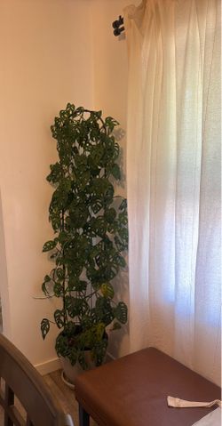 monstera adansonii