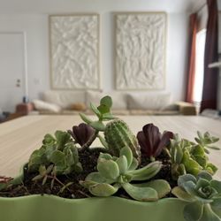 Succulent Arrangement 