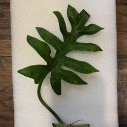 Philodendron Distantilobum Plant Cutting ( Pls Read Description Below)