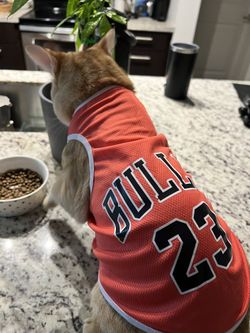 Cat clothes