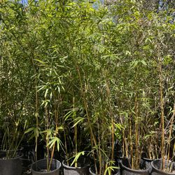 5 Gallon Size- Bamboo Plants- Multiple Varieties Available- Approximately 4-6 Feet Tall 