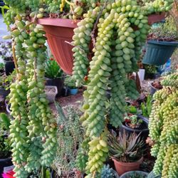 Donky Tail Succulent 