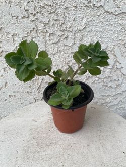 3 Inch Pot Rare Succulent Plant - Plectranthus Amboinicus - Comfort Plant, Cuban Oregano - Rooted & Established - Drought Resistant - 🪴