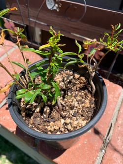 Pomegranate plants