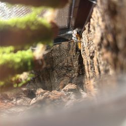 Jumping Spider Enclosure 