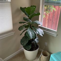 Potted Fiddle Leaf Fig 