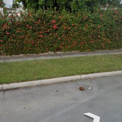 Free Hedges Scrubs Plants To Replant