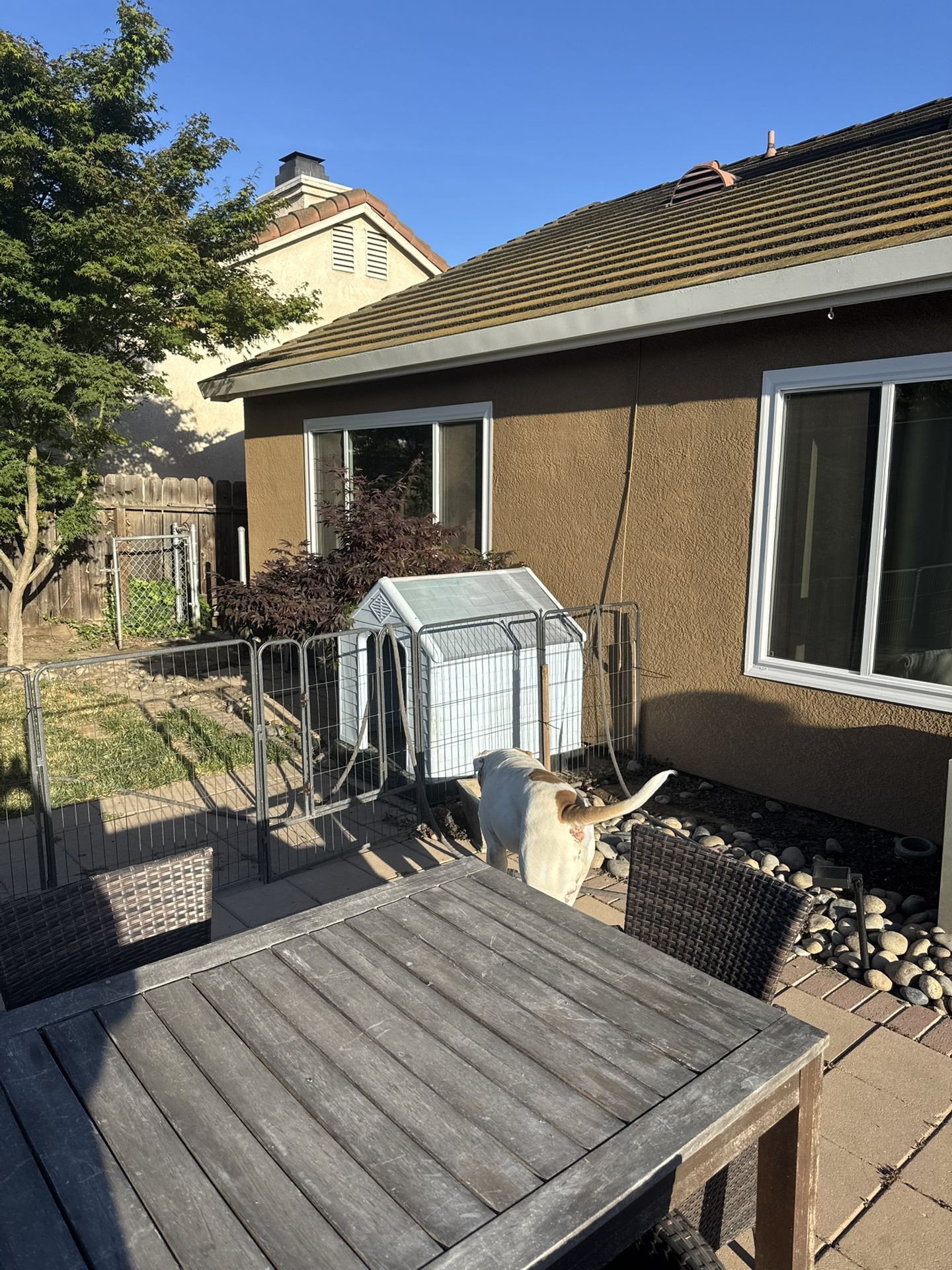 Dog House