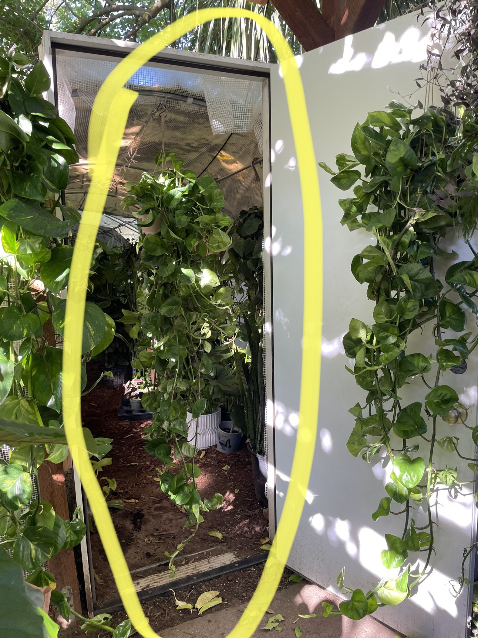 Huge/full/lush 5-5.5ft Pothos (Global Green); 95820