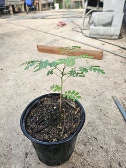 Grow Pride of Barbados