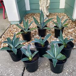 Blue Agave 1 Gallon- Beautiful & Fast Growing $15 Each Or 3 For $40 