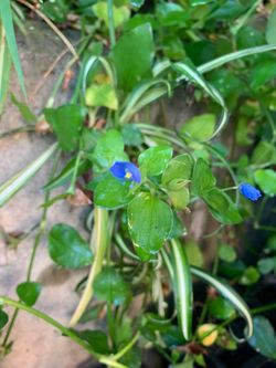 Read description - Free blue flower wandering Jew day lily plant cuttings