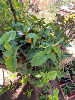 Syngonium
