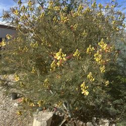 Mexican Bird Of Paradise 