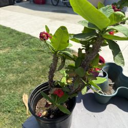 Corona De Cristo (red)