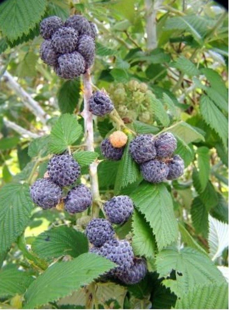 Rare Blue Raspberry Plants