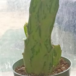 Optunia Cactus 6"