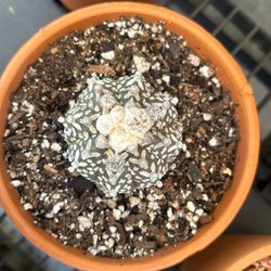 Astrophytum asterias V-type #2 (Star Cactus, Sand Dollar Cactus)
