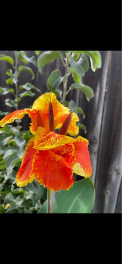 Canna lily — $5 each.