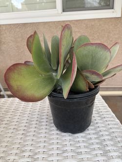 Outdoor Plant