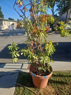 FREE Dwarf Umbrella Tree