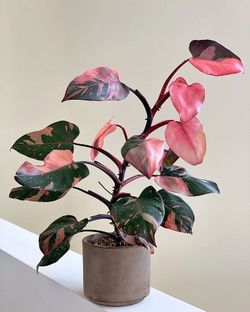 Rare Aroid Philodendron pink princess plant/ indoor plant/ house plant/ flower patio garden