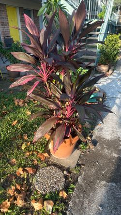 Beautiful Plant. Stands 4’6” Tall.