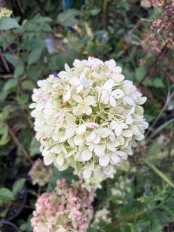 Hydrangea plant