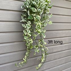 6” Enjoy Pothos 3 Feet Long 