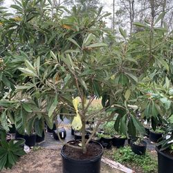 Loquat Tree /Níspero  Big 