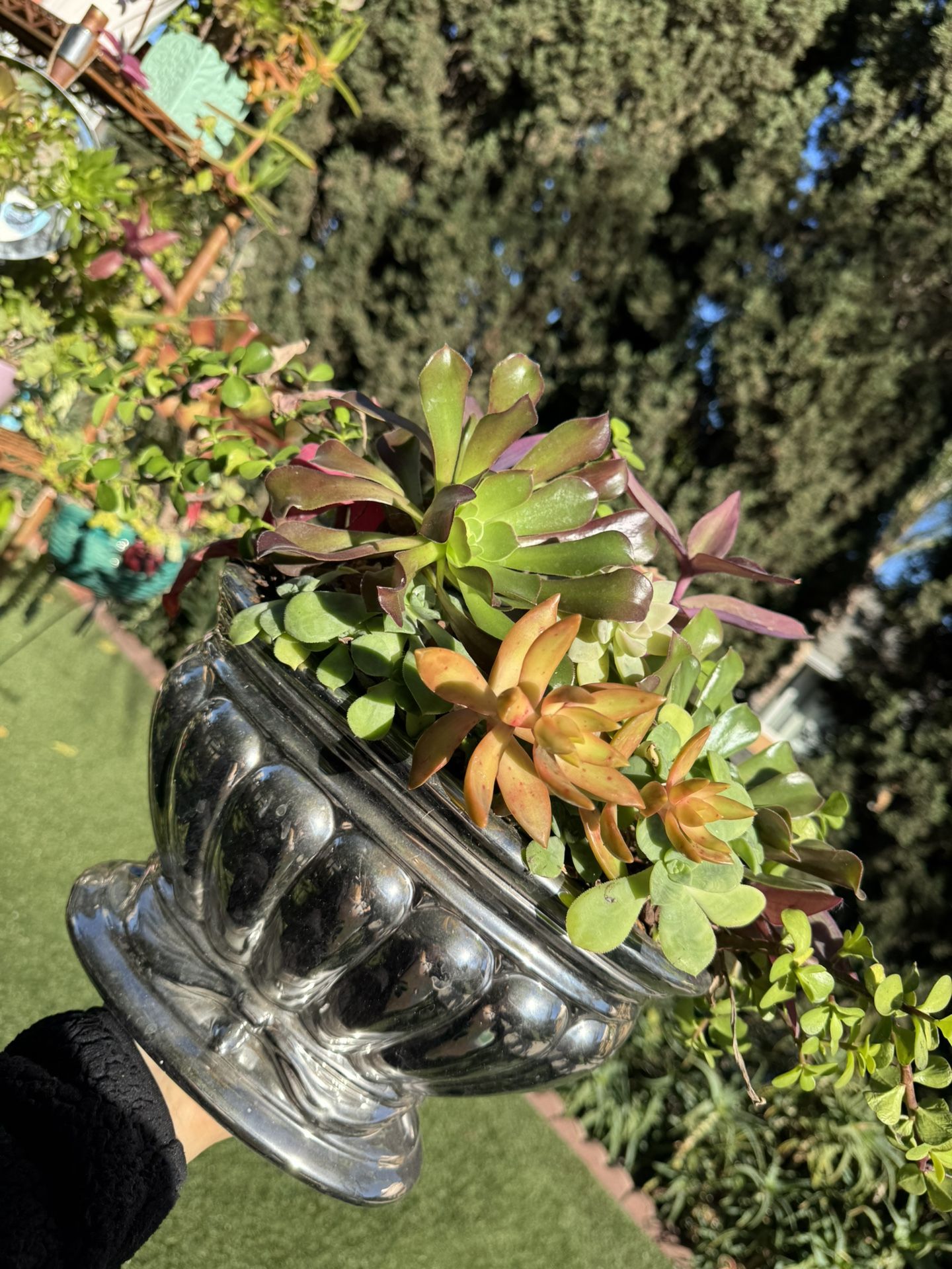 Gorgeous Succulent Arrangement