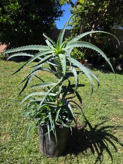 Aloe Vera Plant Medesinal