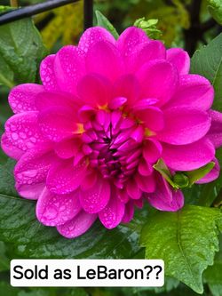 Dahlia Plants Decorative LeBaron $5 each