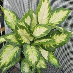 Dieffenbachia live plants