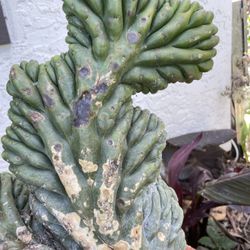 Potted Crested San Pedro Succulent 