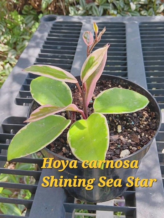 Hoya carnosa "Shining Sea Star "