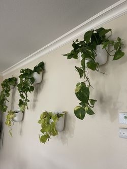 Wall Planter 